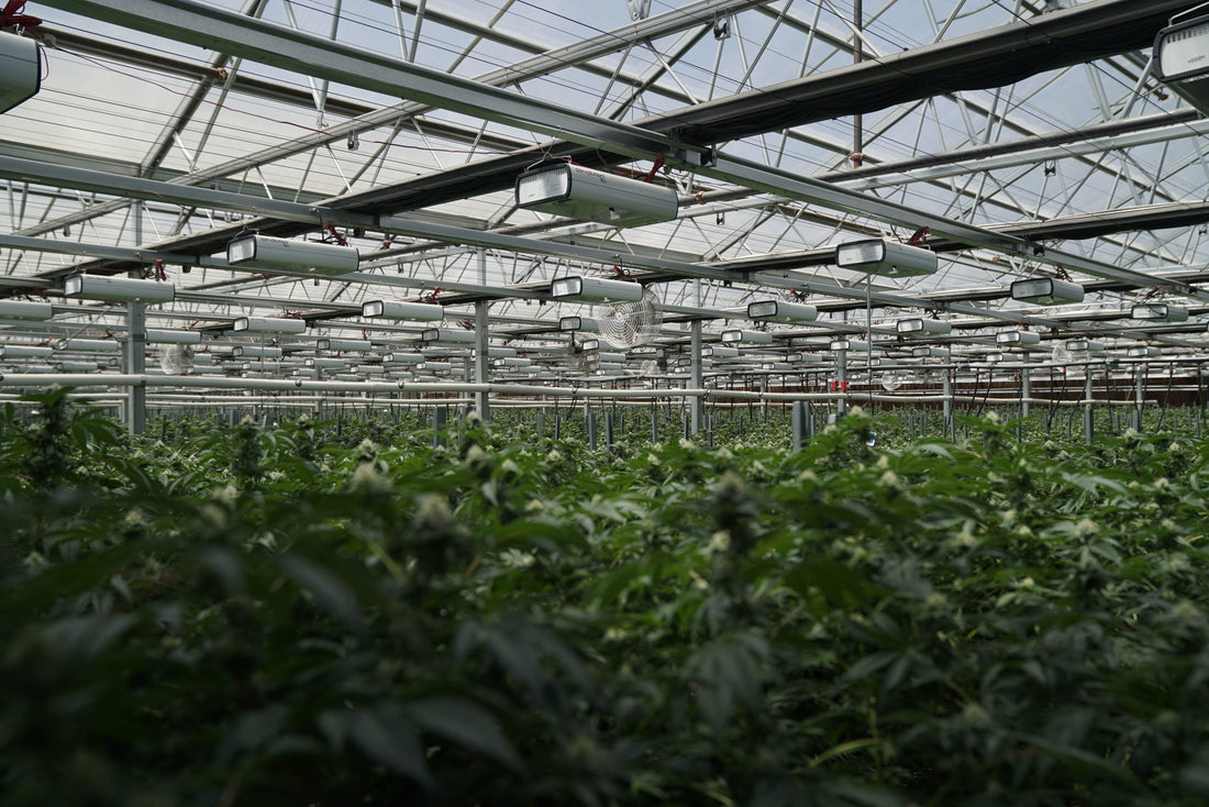 How is Federally Legal Bud Different?